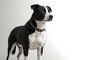 © Kanthowork - a black and white dog standing on the left side, with a spacious white background on the right for copy space. ,hyper realistic digital art ,isolated on bright background