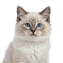  A beautiful fluffy kitten with striking blue eyes isolated on transparent background