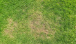 © daily_creativity - Aerial view of green grass with patches showing uneven growth. The vibrant greenery contrasts with brown areas, indicating possible drought or damage, suitable for landscaping topics.