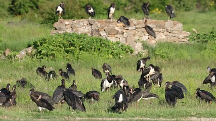 Wall Mural - a flock of abdims storks (ciconia abdimii) resting in natural habitat, madikwe game reserve, south a