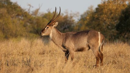 Wall Mural - a big male waterbuck (kobus ellipsiprymnus) standing in natural habitat, kruger national park, south