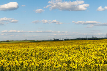 Wall Mural - sunflower field in full bloom