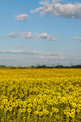 Wall Mural - sunflower field in full bloom