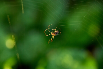 spider on the web