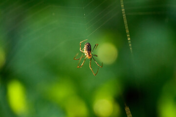 spider on a web