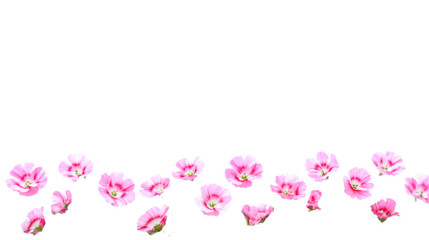 Wall Mural - bright pink flowers with transparent background for design