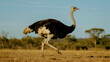 © Abdullah - Majestic ostrich strides confidently across an african savannah under a clear blue sky