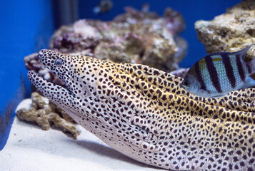 Wall Mural - Honeycomb or leopard moray, Gymnothorax favagineus. Predatory moray lies in wait for prey. Leopard moray close-up. 