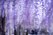 © snowdrop - Purple Wisteria Flowers Hanging in Full Bloom