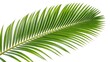 © Maxim - coconut palm tree leaf isolated on transparent or white background.