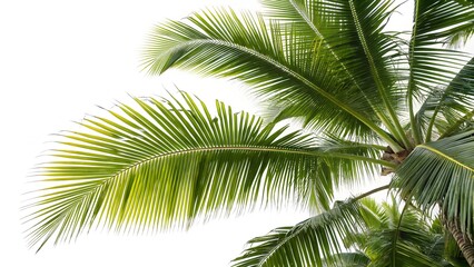 coconut palm tree leaves isolated on transparent or white background.