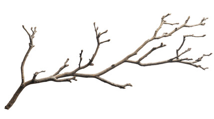 A bare tree branch with small buds isolated on transparent background