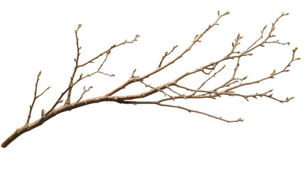 a single bare tree branch with small buds isolated on transparent background