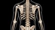 © Onisevens - Detailed Rear View of Human Skeleton Illustrating Spine, Rib Cage, and Shoulder Blades on Black Background for Medical and Educational Contexts