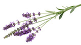 Sprig of fresh purple lavender flowers with green leaves, isolated on transparent background