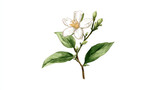 Watercolor painting of jasmine flower, isolated on a white background, jasmine flower vector, drawing clipart, Illustration Vector, Graphic Painting, design art, logo