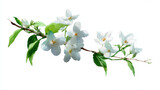 Watercolor painting of jasmine branch, isolated on a white background, jasmine vector, drawing clipart, Illustration Vector, Graphic Painting, design art, logo