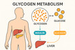 © Ihsanfrr - Glycogen Metabolism Illustration: Glucose, Insulin, Glucagon Cycle in Human Body - Illustration