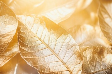 Wall Mural - leaf shadow texture backgrounds plant gold.