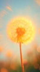 Wall Mural - golden dandelion glowing sunlight