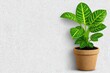 © Leo Rohmann - Lush green plant in terracotta pot against a neutral textured backdrop showcasing natural beauty and elegance delivering a refreshing touch of nature in modern decor