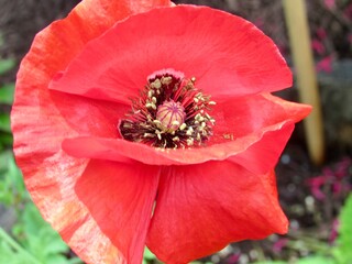 Wall Mural - red poppy flower