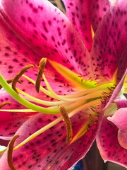 Wall Mural - close up of pink lily