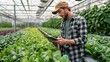 © Attasit - medium shot of a farmer or technician holding a tablet and checking plant health data while standing among rows of greens in a smart greenhouse, authentic