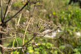 A detailed look at a dried wildflower against a blurred autumn meadow background, showcasing intricate textures and earthy tones, capturing the essence of changing seasons.