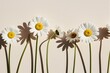 © Blind  - Elegant aesthetic chamomile daisy flowers pattern with sunlight shadows on neutral beige background with copy space with Generated AI