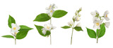 jasmine flowers isolated on transparent background
