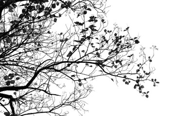 black and white branches isolated on white background.