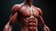 © Sifa - Detailed anatomical illustration of human musculature showcasing the chest and abdominal regions with incredible texture and detail