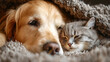 © 阿咩hu - Golden retriever and kitten sharing a cozy moment, friendship beyond species.