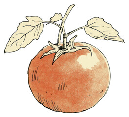 Wall Mural - png tomato art illustration drawing.