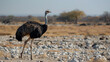 © Kashif - Wild male ostrich walking on rocky plains of etosha