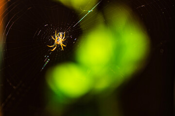 spider on a web