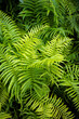 © Akrapong - Bright Green Fern Foliage Background