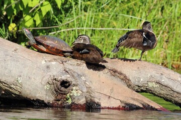 Wall Mural - a turtle and ducks basking on a log in nature.