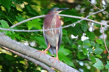 Wall Mural - a green heron perched on a tree branch.