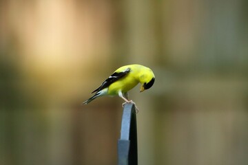 Wall Mural - yellow bird on a metal post