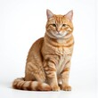 © Oleksandr - Ginger British Shorthair cat with striking green eyes sits facing camera on white background. Striped tail held high, adorable fluffy fur, cute features. Full body shot, isolated pet.