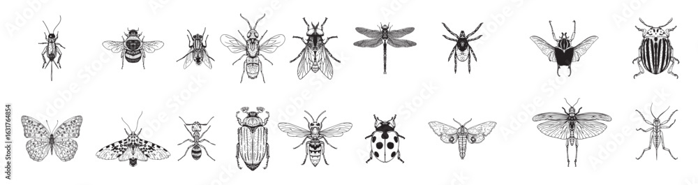 Insects Illustrations in Art Ink Style Stock Vector | Adobe Stock