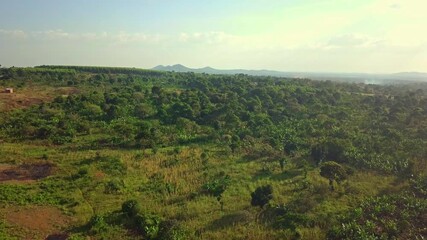 Wall Mural - Agriculture Farm And Nature Forest In Rural Uganda, Africa - Aerial Drone Shot
