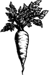 Wall Mural - vintage illustration of a dotted black and white carrot with leafy top