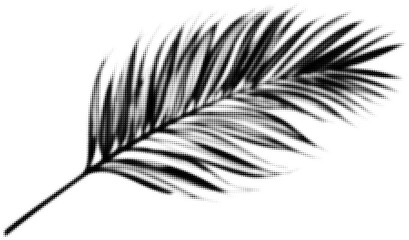 Wall Mural - halftone black palm leaf isolated for graphic design