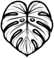 Wall Mural - black halftone illustration of monstera leaf with detailed contours