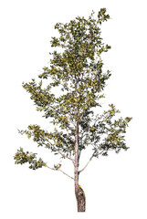 Wall Mural - tree isolated on transparent background with clipping path and alpha channel