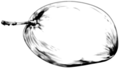 Wall Mural - monochrome halftone illustration of a whole apple with a stem and textured surface