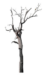 Wall Mural - Dead tree isolated on transparent background with clipping path and alpha channel